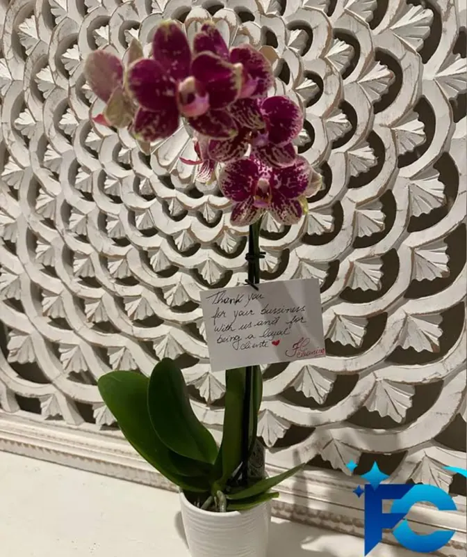 Thank you orchid gift for loyal F&C Cleaning client